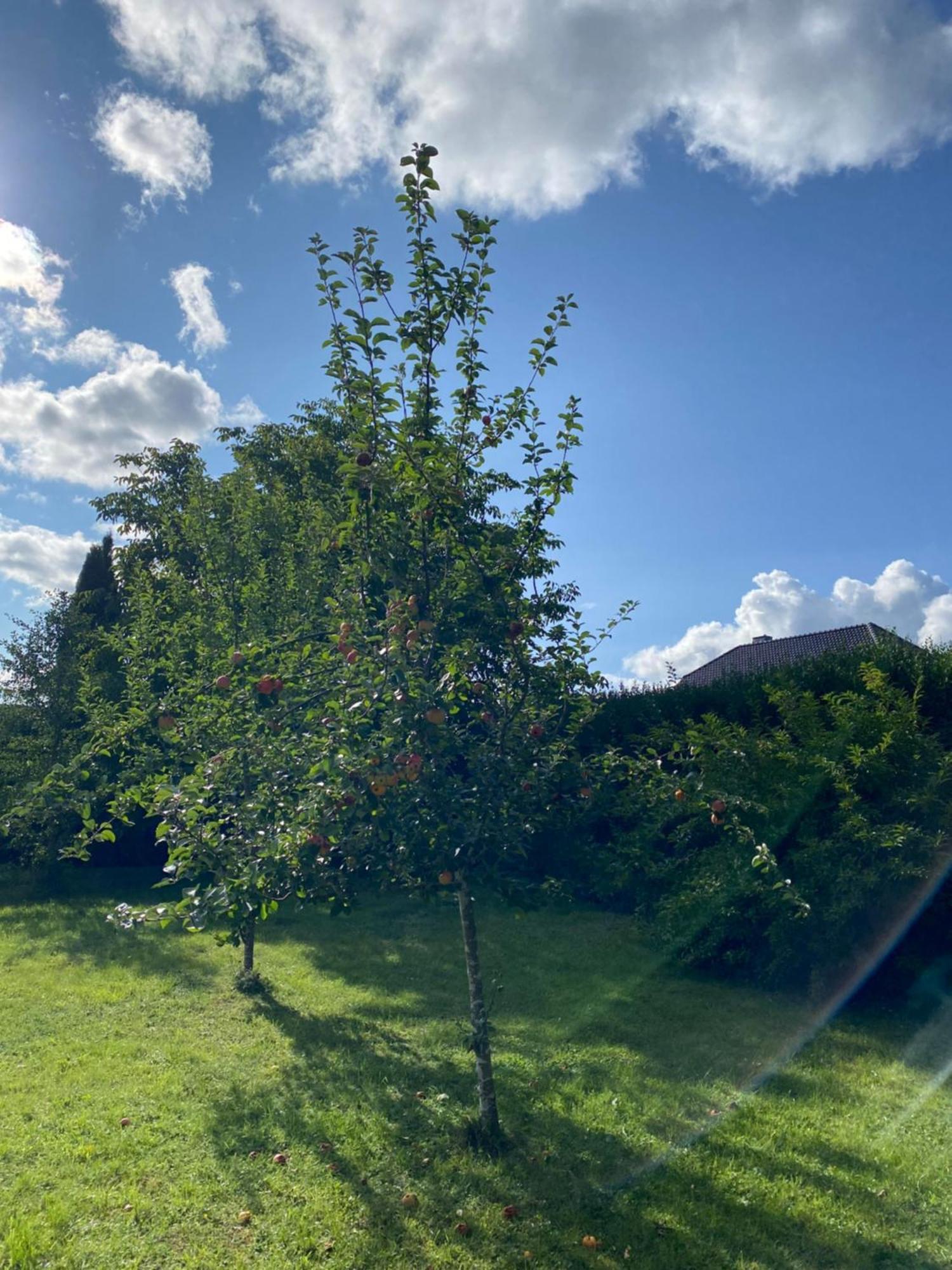 Ferienwohnungen Burgstrasse 8 Blankenheim  Dış mekan fotoğraf
